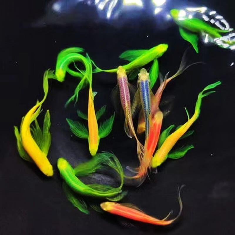 蝶翼斑马鱼多彩鱼热带小型鱼淡水好养耐活观赏鱼