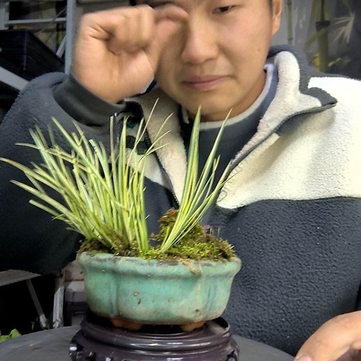 W***y中青园艺一物一拍花462