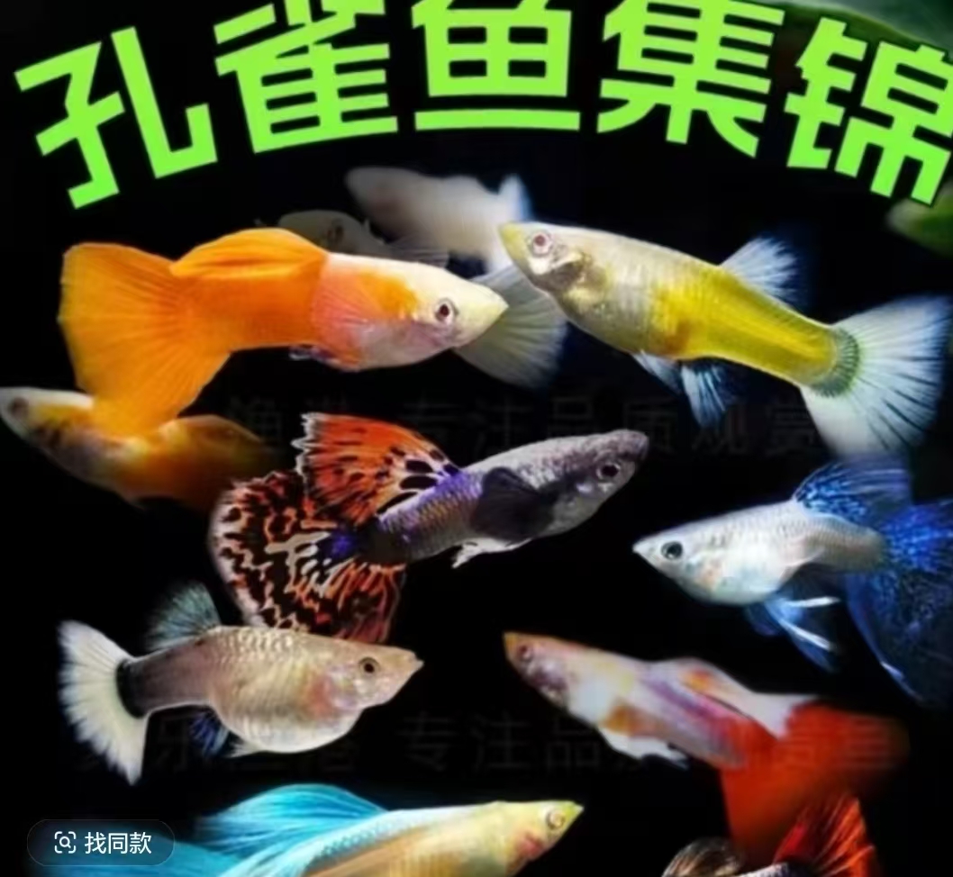 孔雀鱼全家福直播间专属