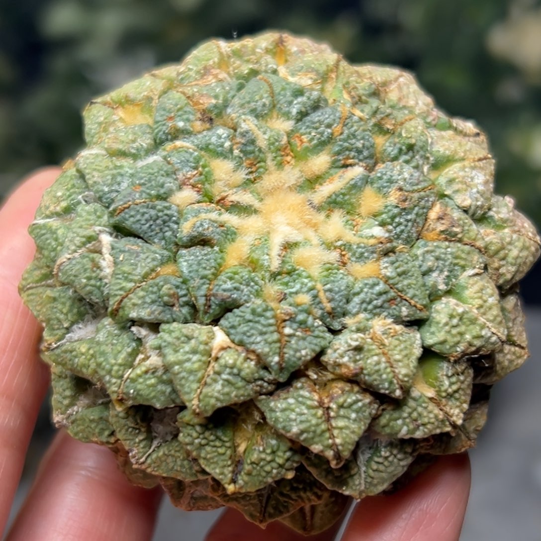 6.6cm 萝卜腿 黑牡丹 仙人球