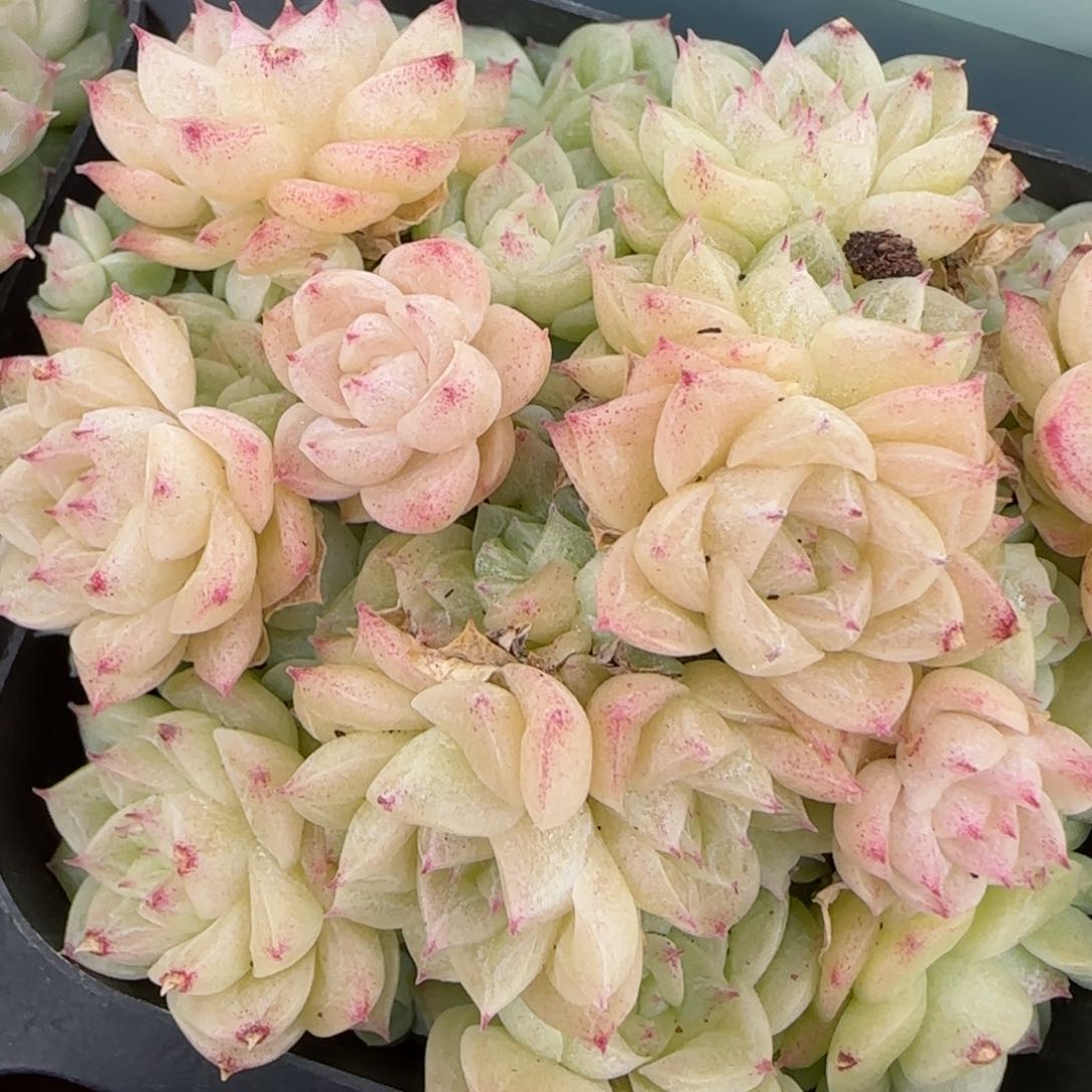 花语逸镜0204-208散