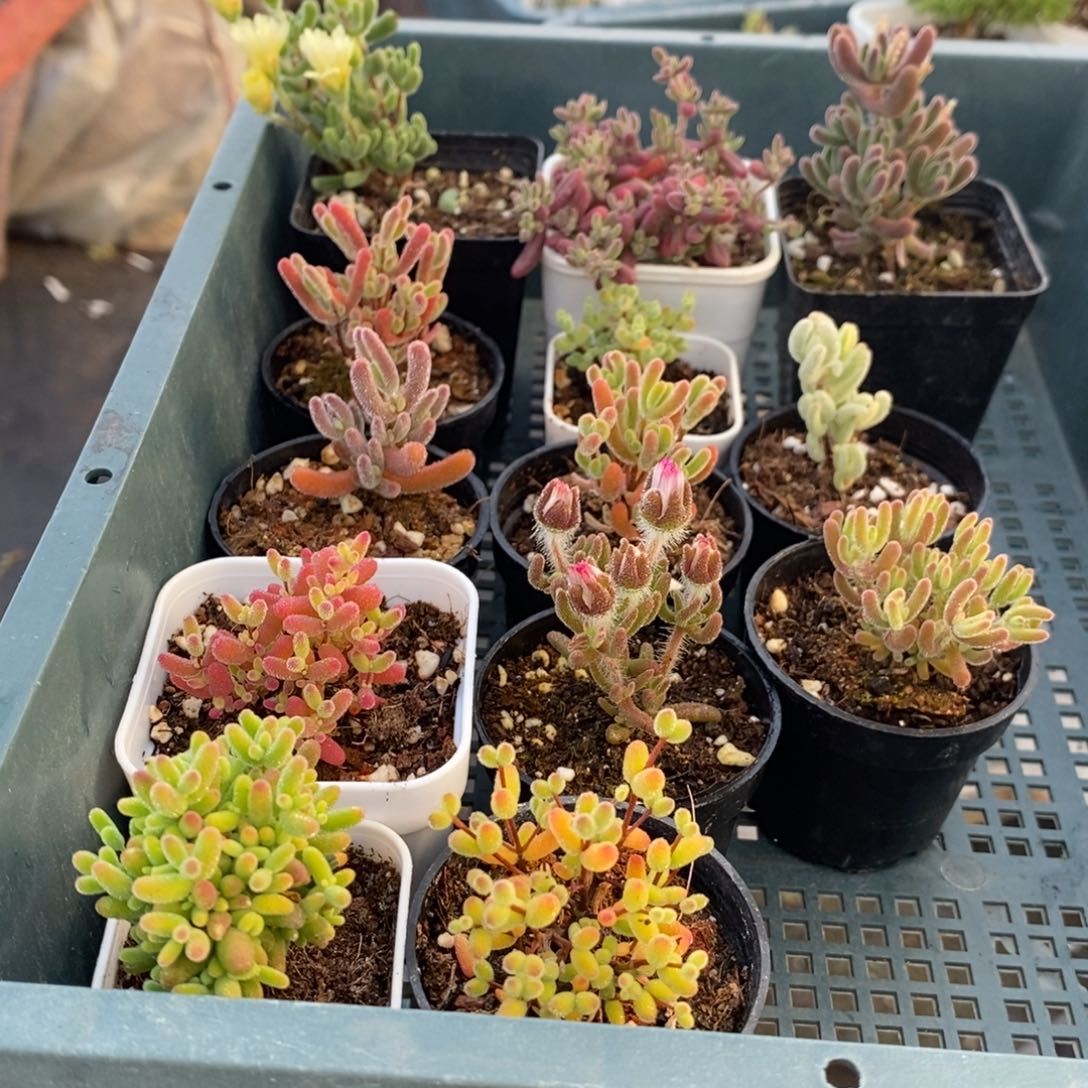 390全家福套餐。      