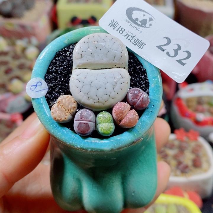 生石花花花花花花花花232