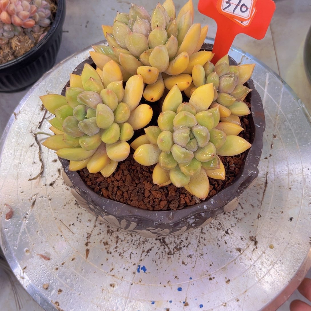 秦*大象牙370多肉植物