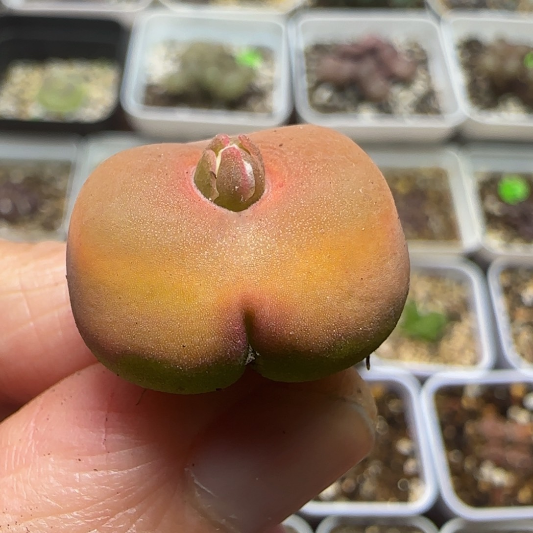 2.1+漂亮多肉植物177