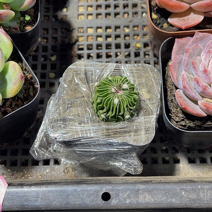 星巴克带盆土发货