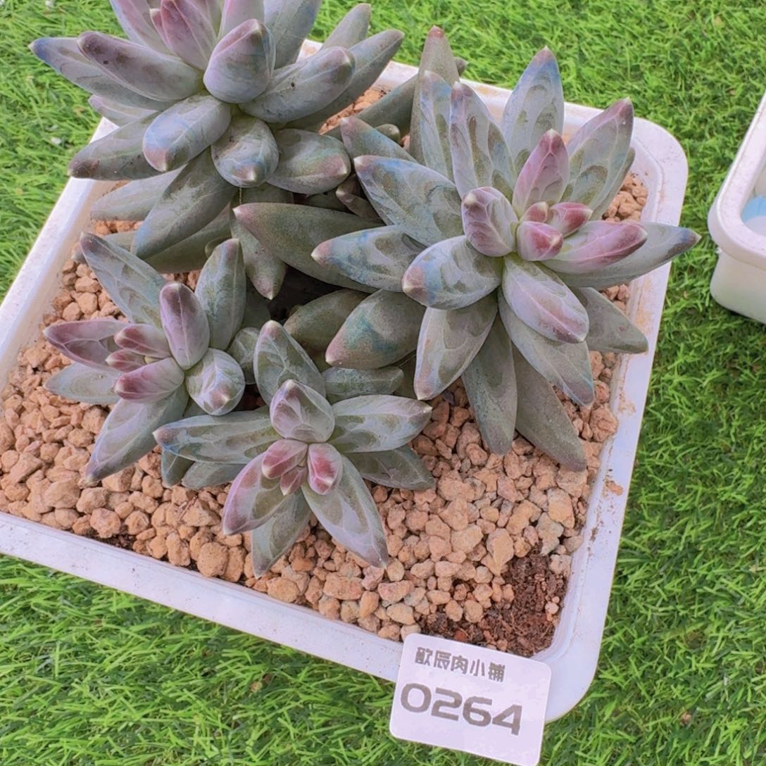 苏***西多肉植物凤羽群0264