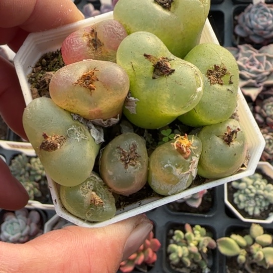 187毛汗尼多肉植物多