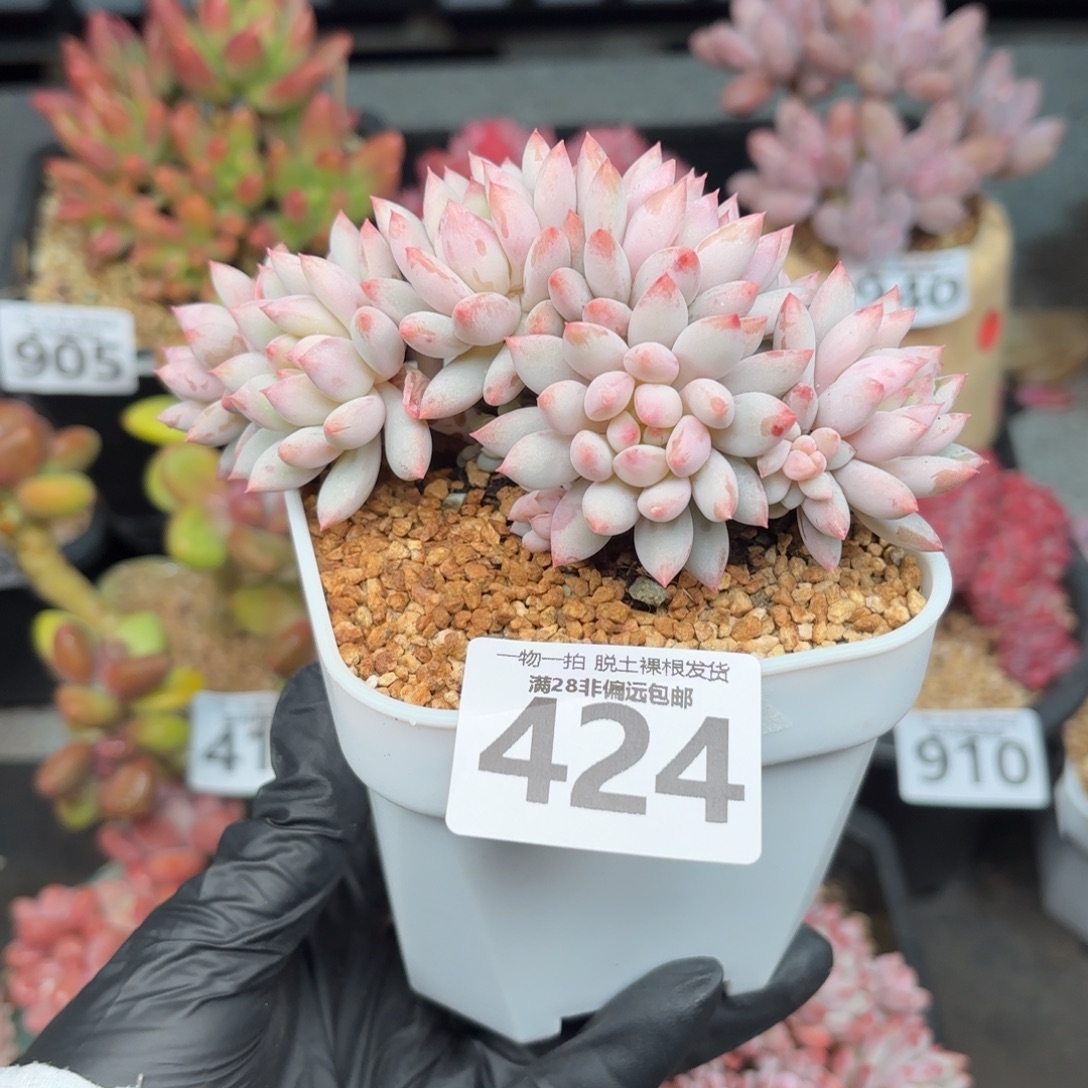 小明珠无盆土发货