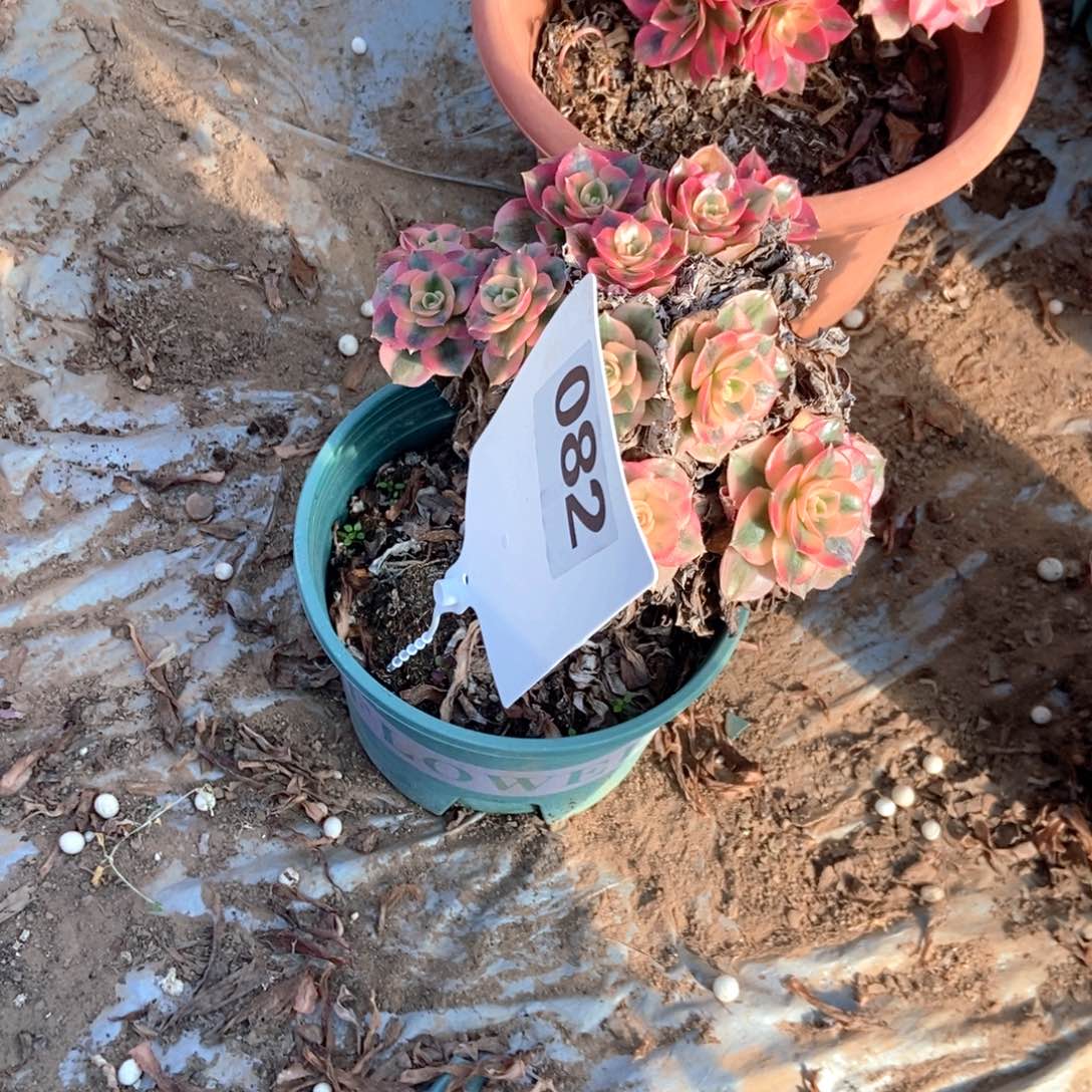 明***好082荔枝干伤处理断枝