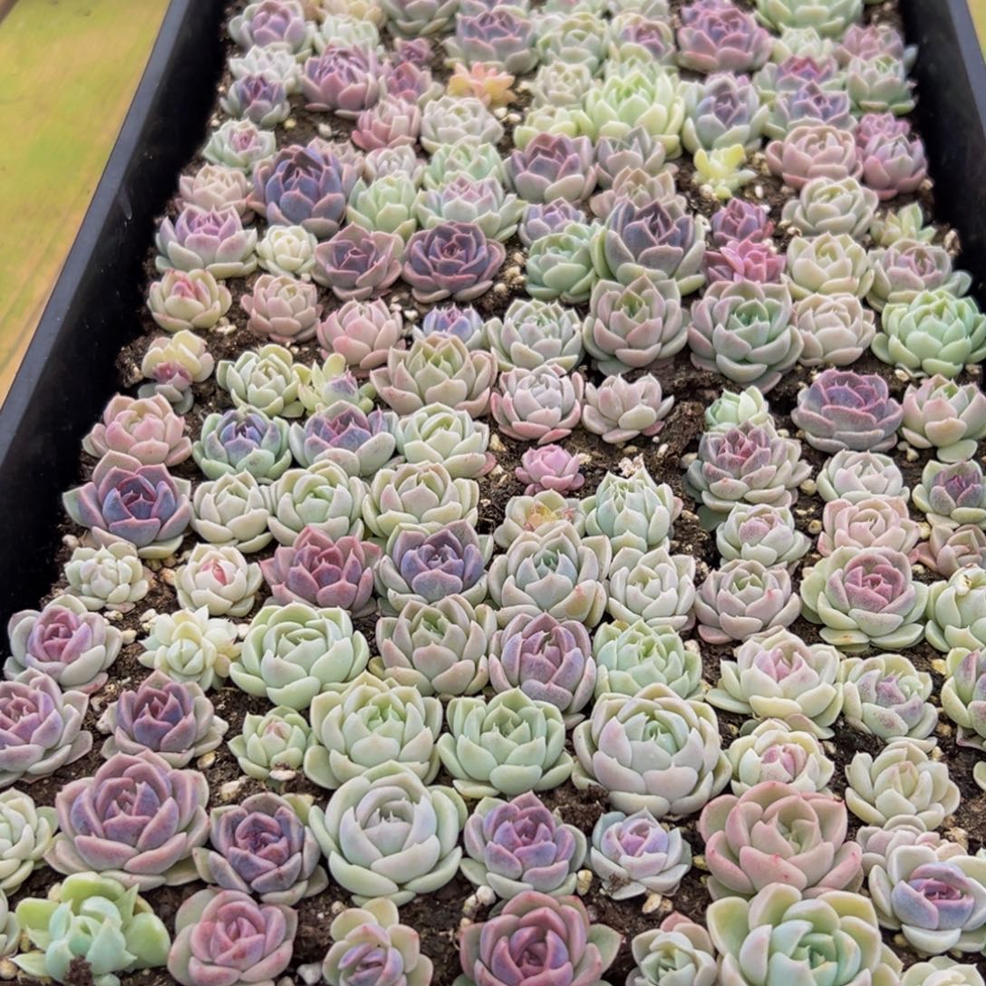 513多肉葡萄的味道是什么呢