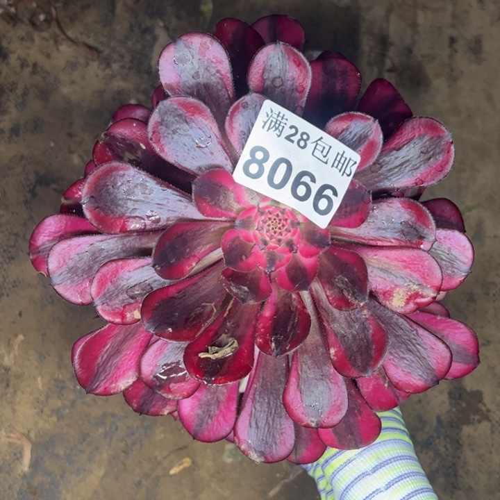 8066同白多肉植物