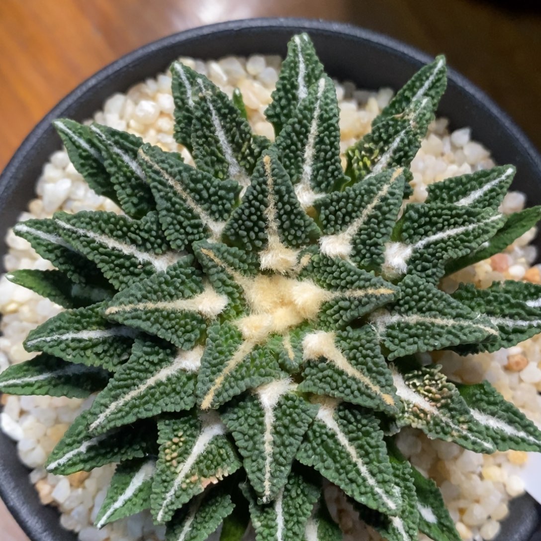 大油颗粒黑实生7.1