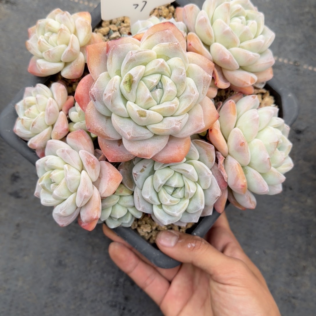 一物一拍精控捧花冰玉77