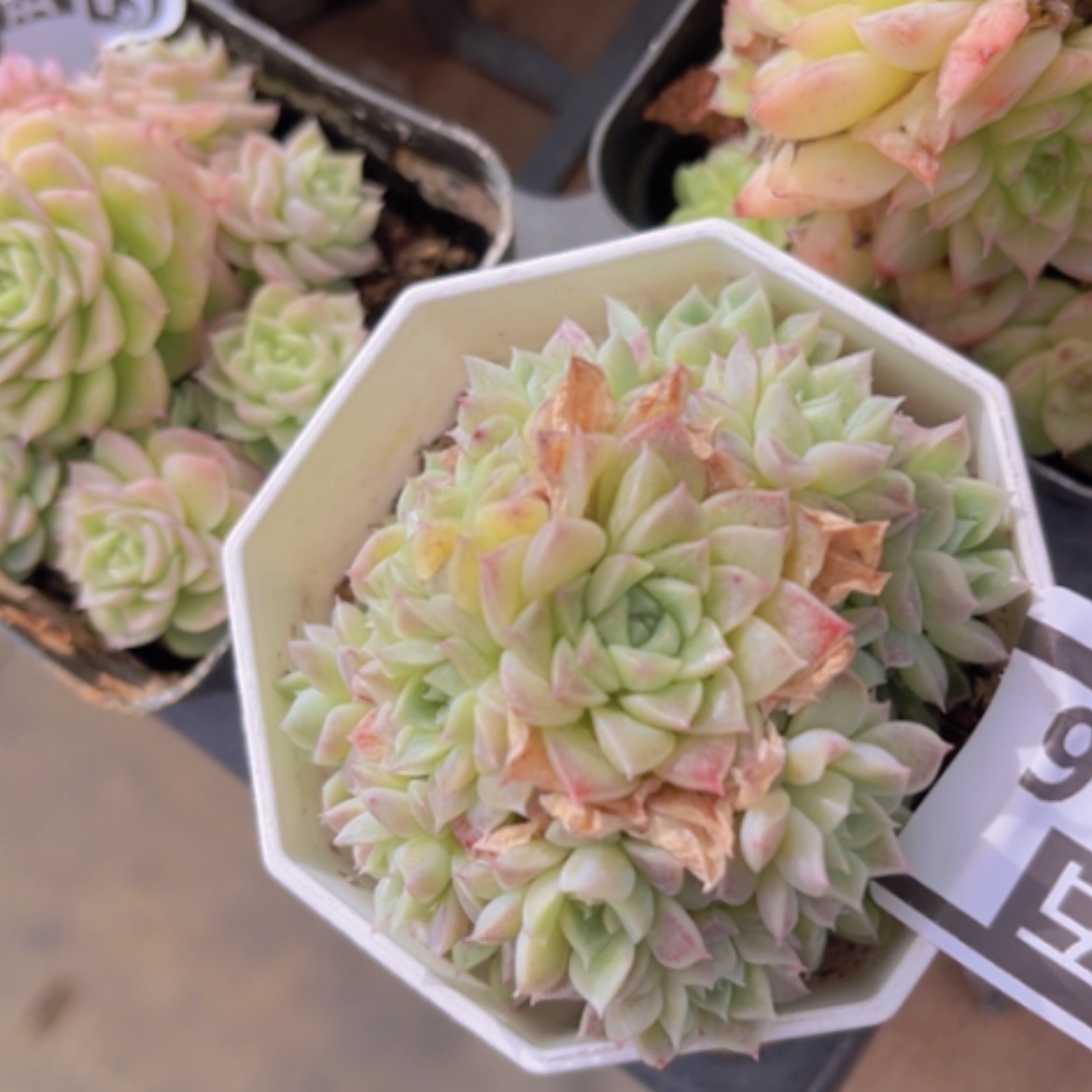 【闪购商品】麦秆25196