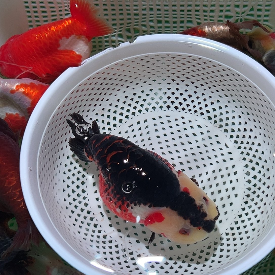 金鱼阿牛兰寿直播选购