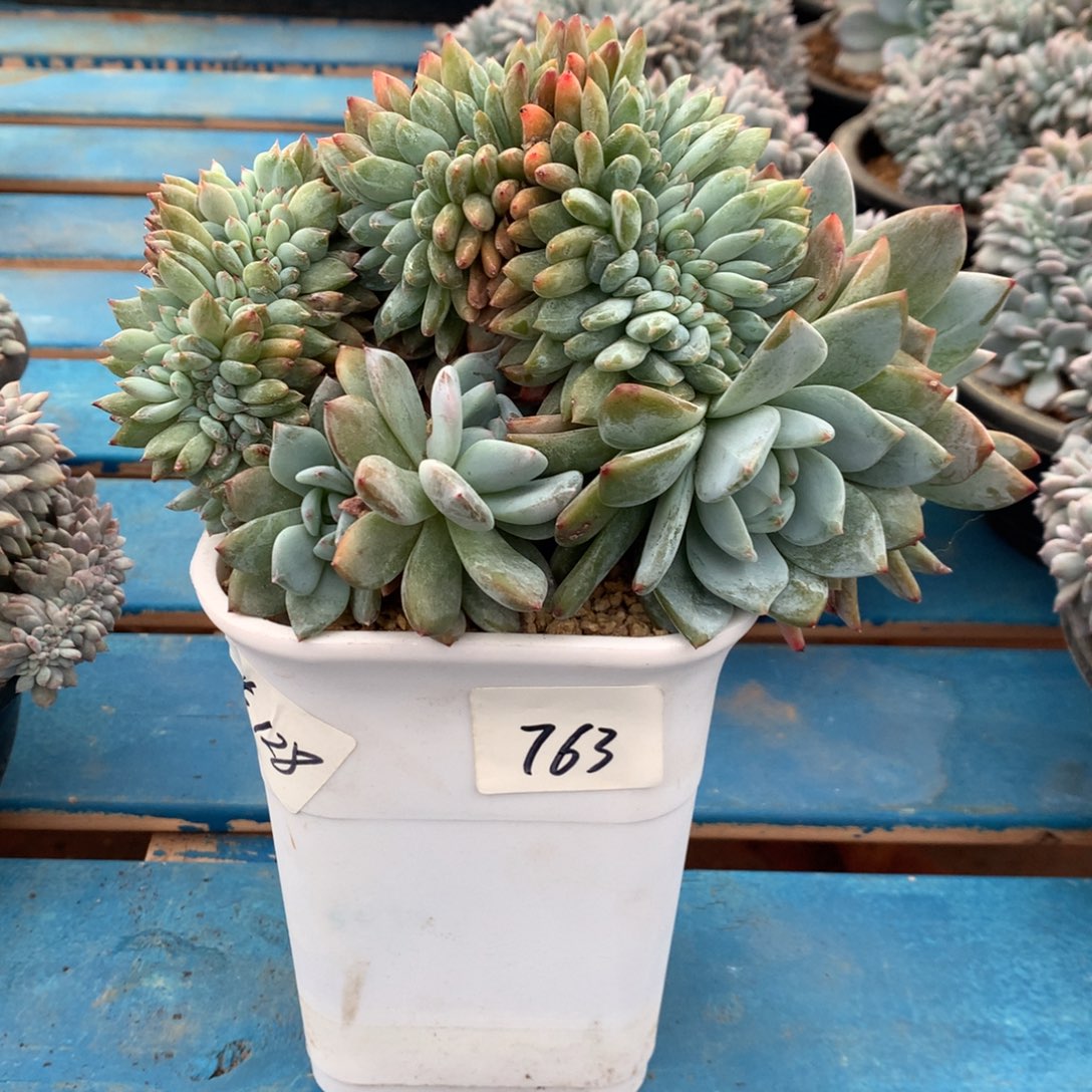 763崔崔多肉新疆西藏内蒙不包邮