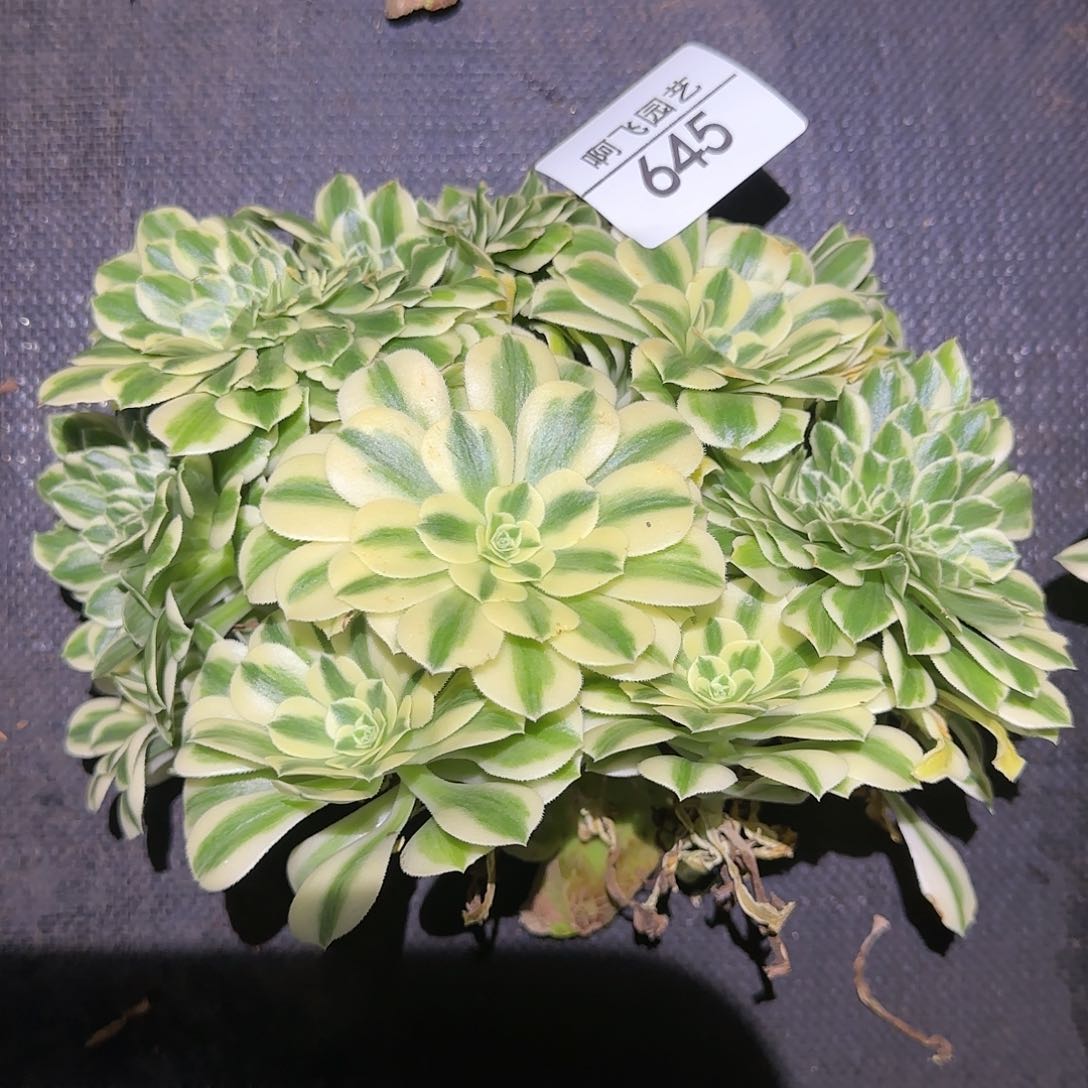 贾*琴645多肉 迈巴赫缀法师