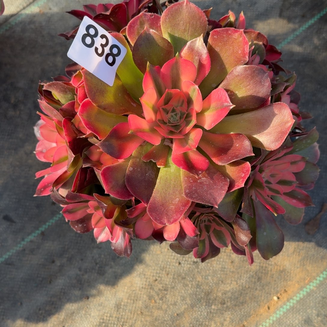 838想飞多肉植物福利