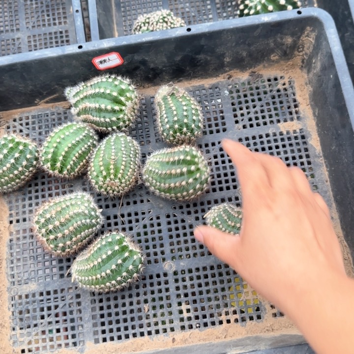 睡美人无根侧芽三公分左右