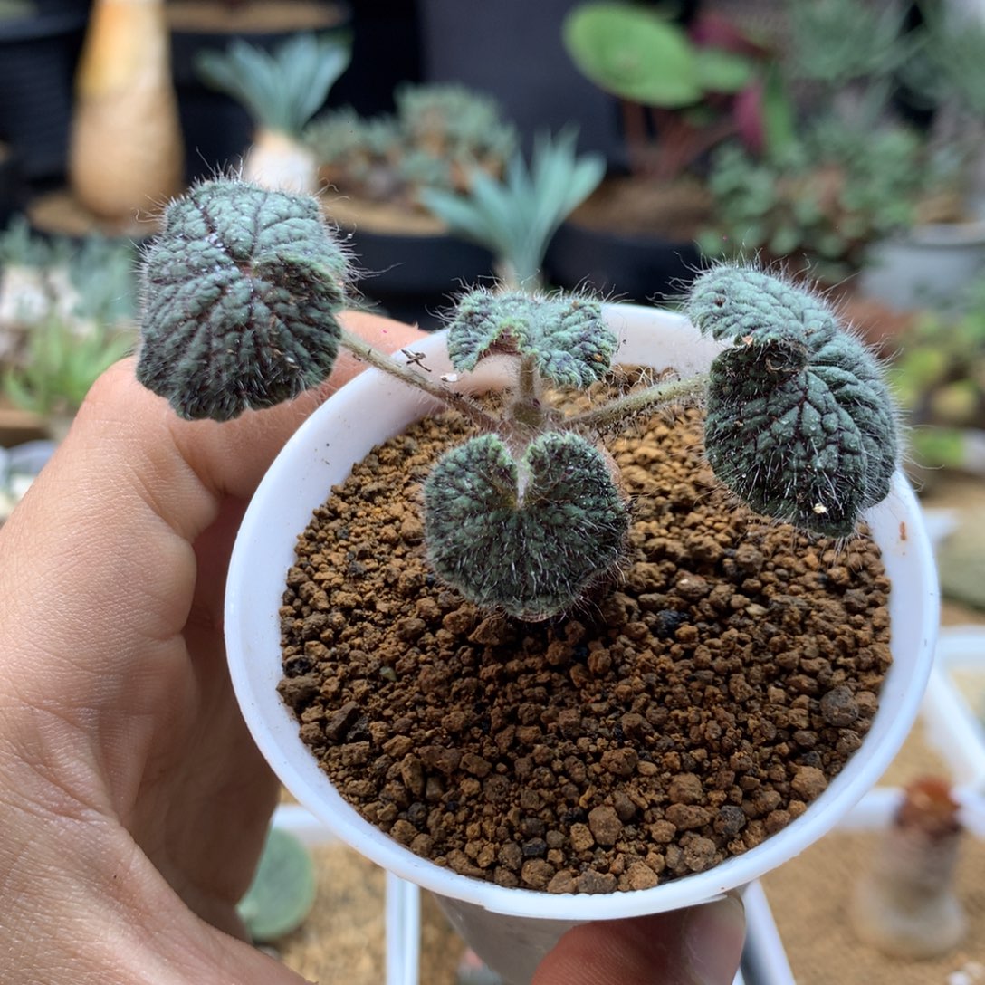 圆叶杨葵母本带盆372