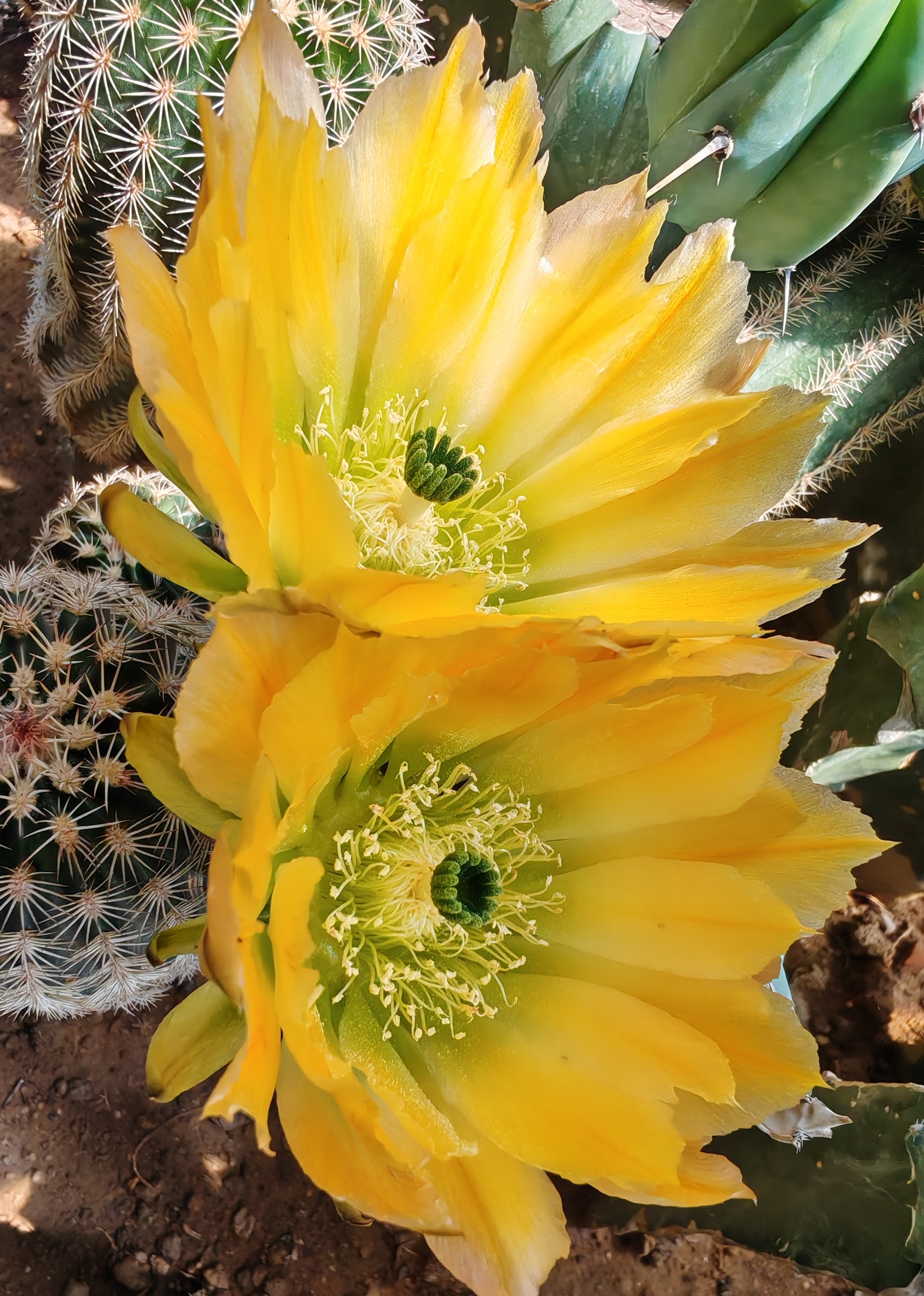 御旗皇冠虾侧芽花期长花大而香（满28米包邮非偏远）