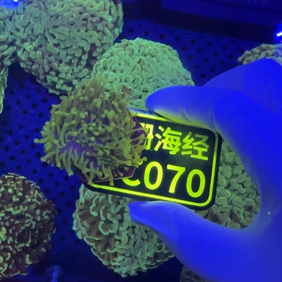 熊***纽扣珊瑚晓晓不包邮冰冰皮C070