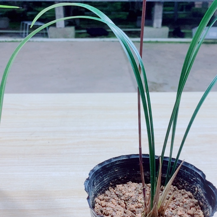 水***～完全开放两颗细叶寒兰带花苞