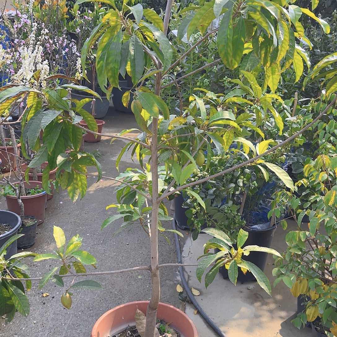 陶**姐果树1111111111111