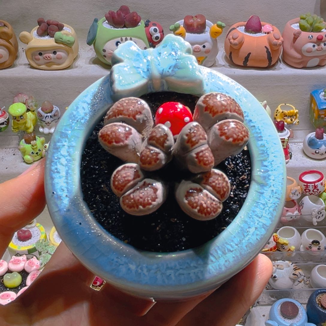 056高端多肉带盆土一套68