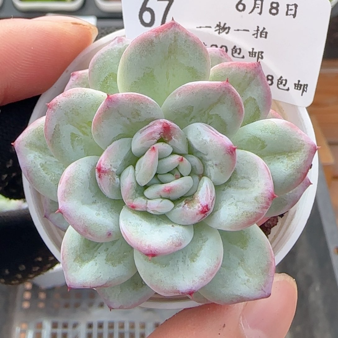 0608-67水仙玫瑰