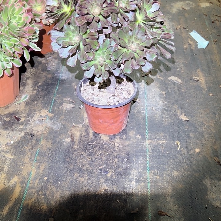 法师植物一物一拍17