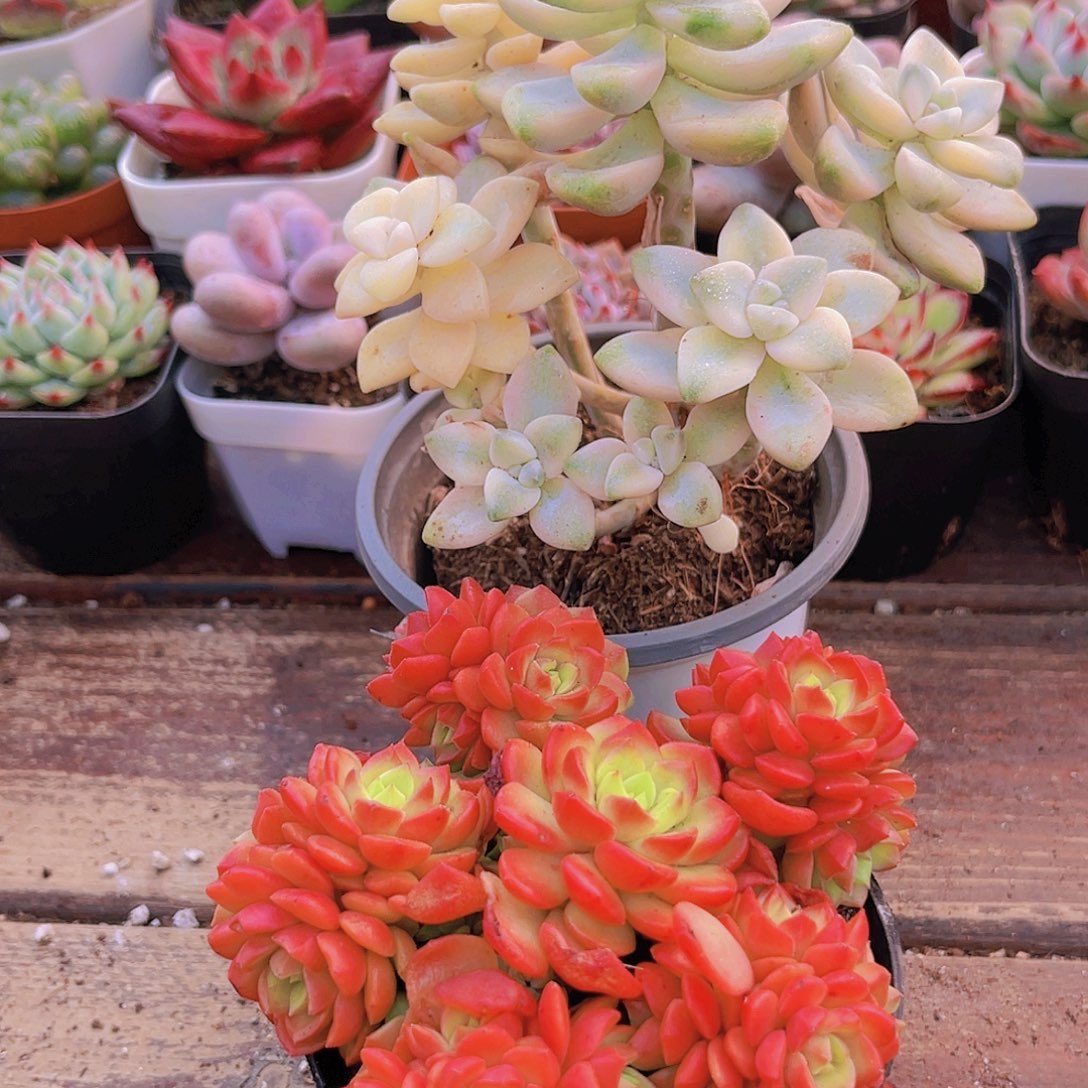 爱泡泡➕美英锦福利套餐