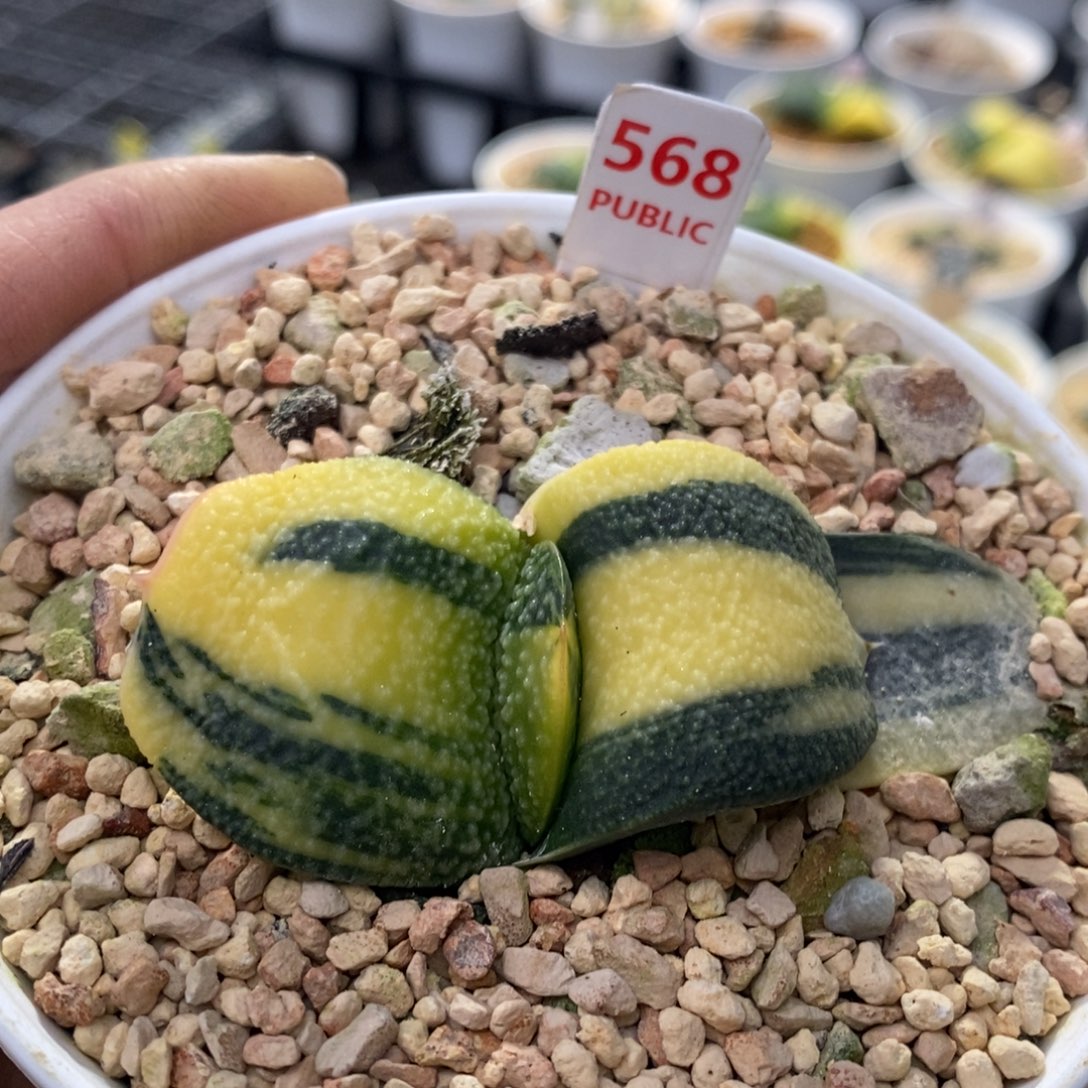 568号丸叶卧牛锦多肉