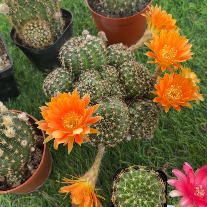 完全开放粥*.9967摘花脱土发货好养皮实