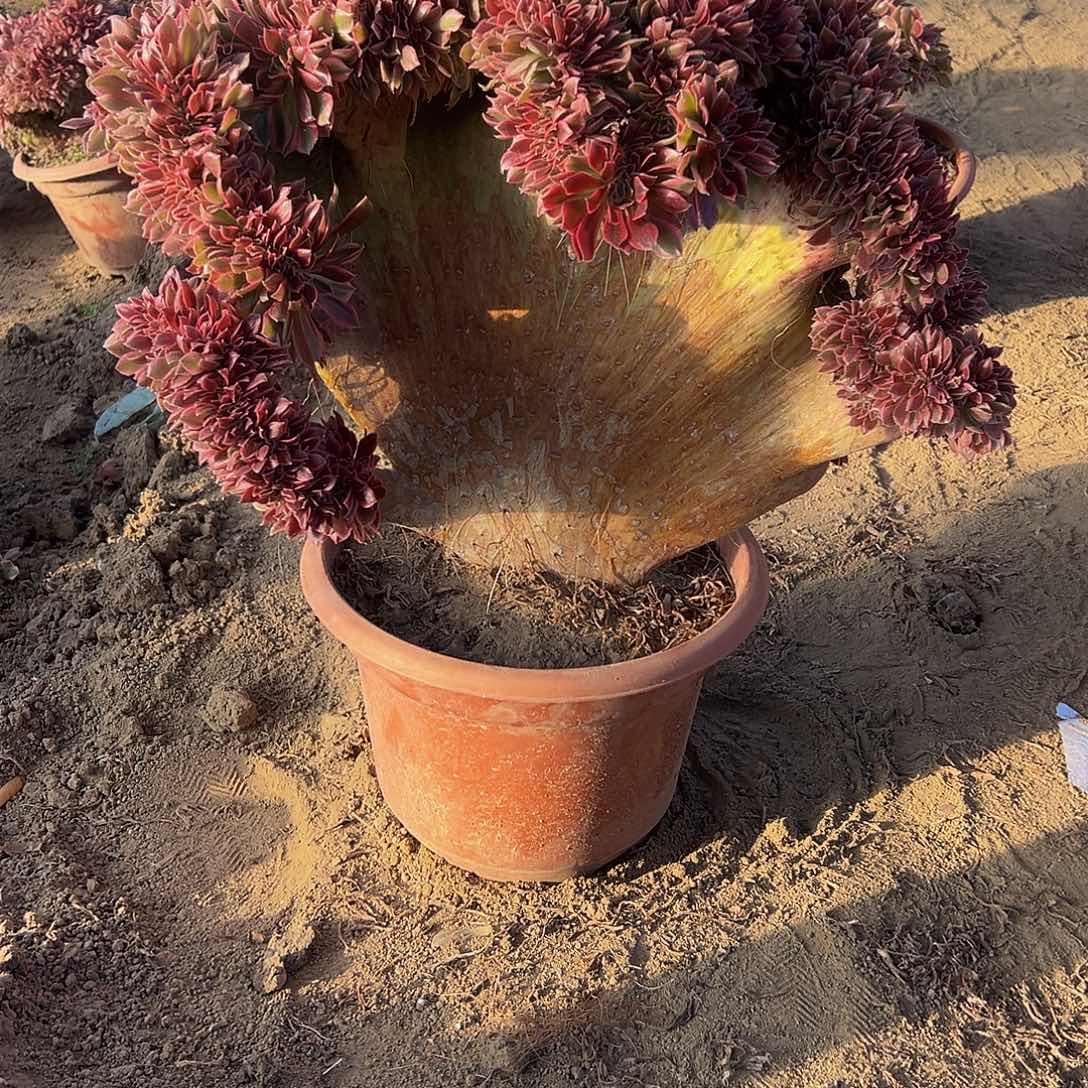 沐***3女神缀化脱土发货