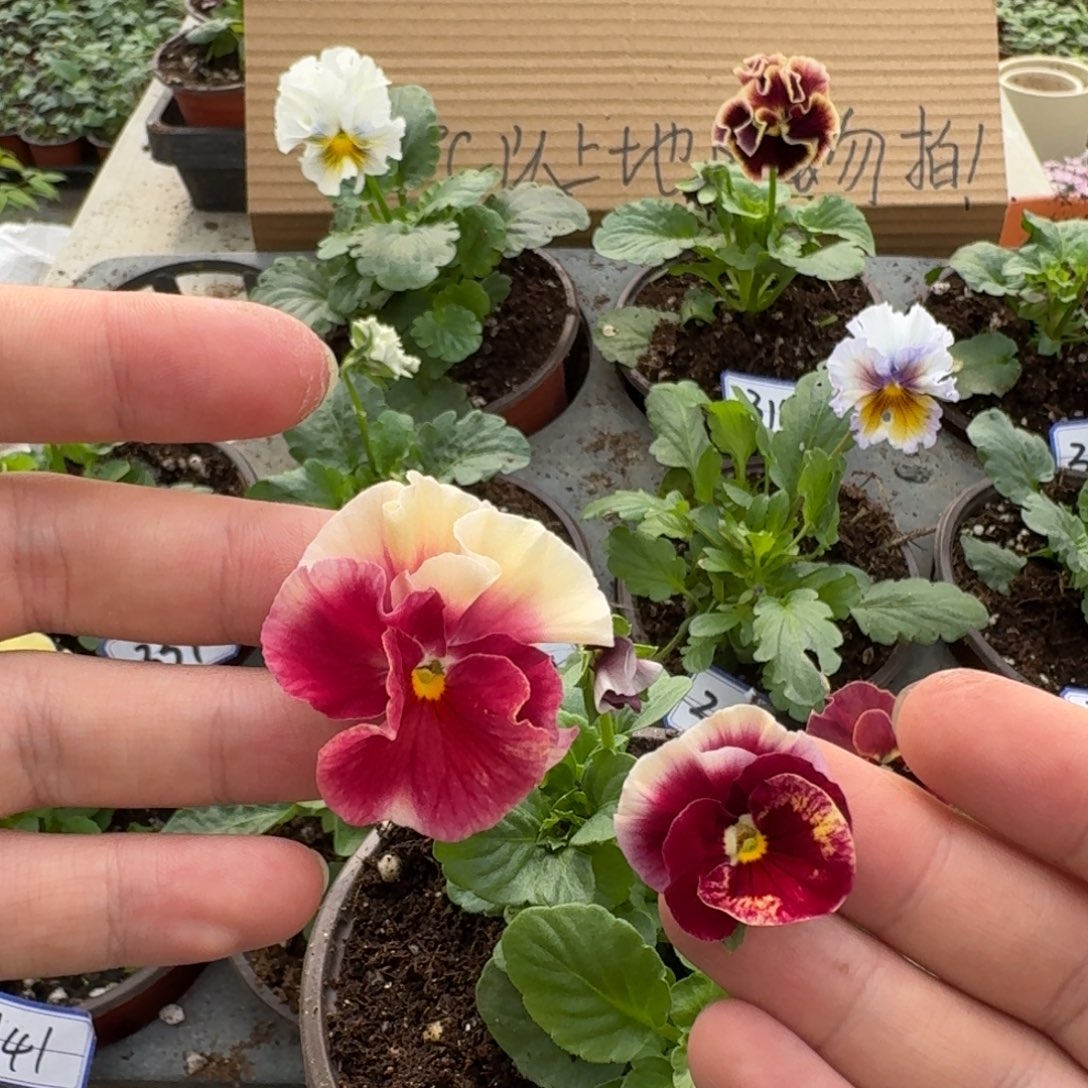 完全开放皱边角堇444