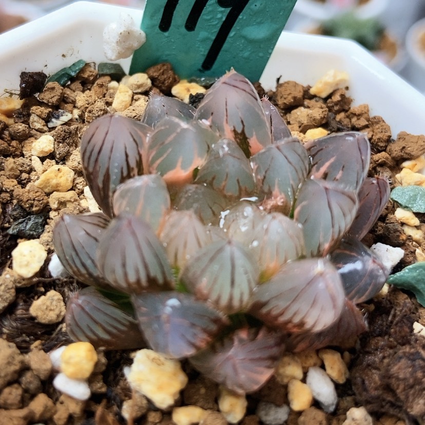 【闪购商品】飞**嘎霓虹灯119