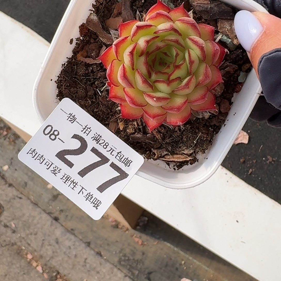 梦幻玫瑰无盆土发货无