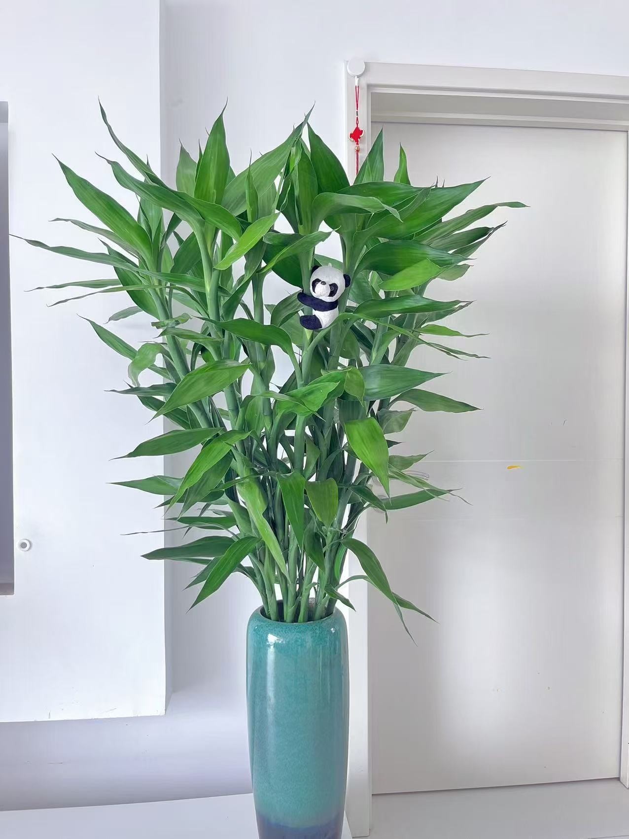 云南大叶富贵竹水培植物  室内净化空气好养  节节高客厅绿植