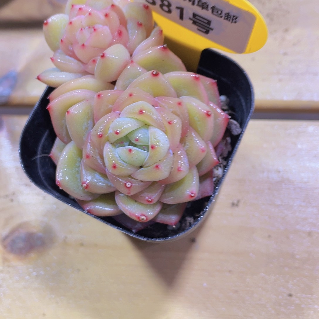 381号 飘枝海洋之心