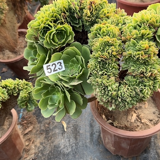 笑***人多肉植物一个微瑕