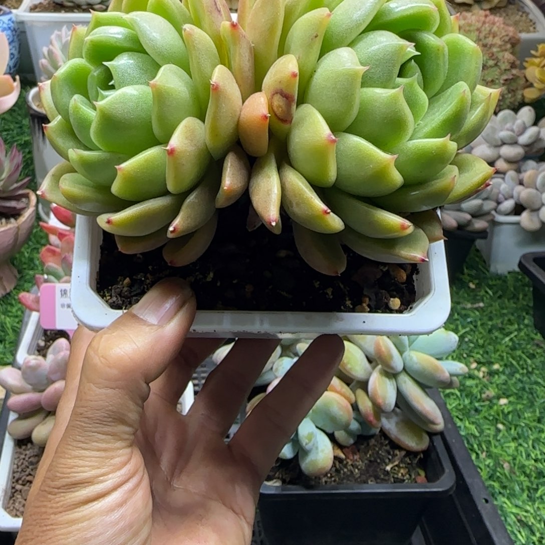 锦安精品多肉植物215