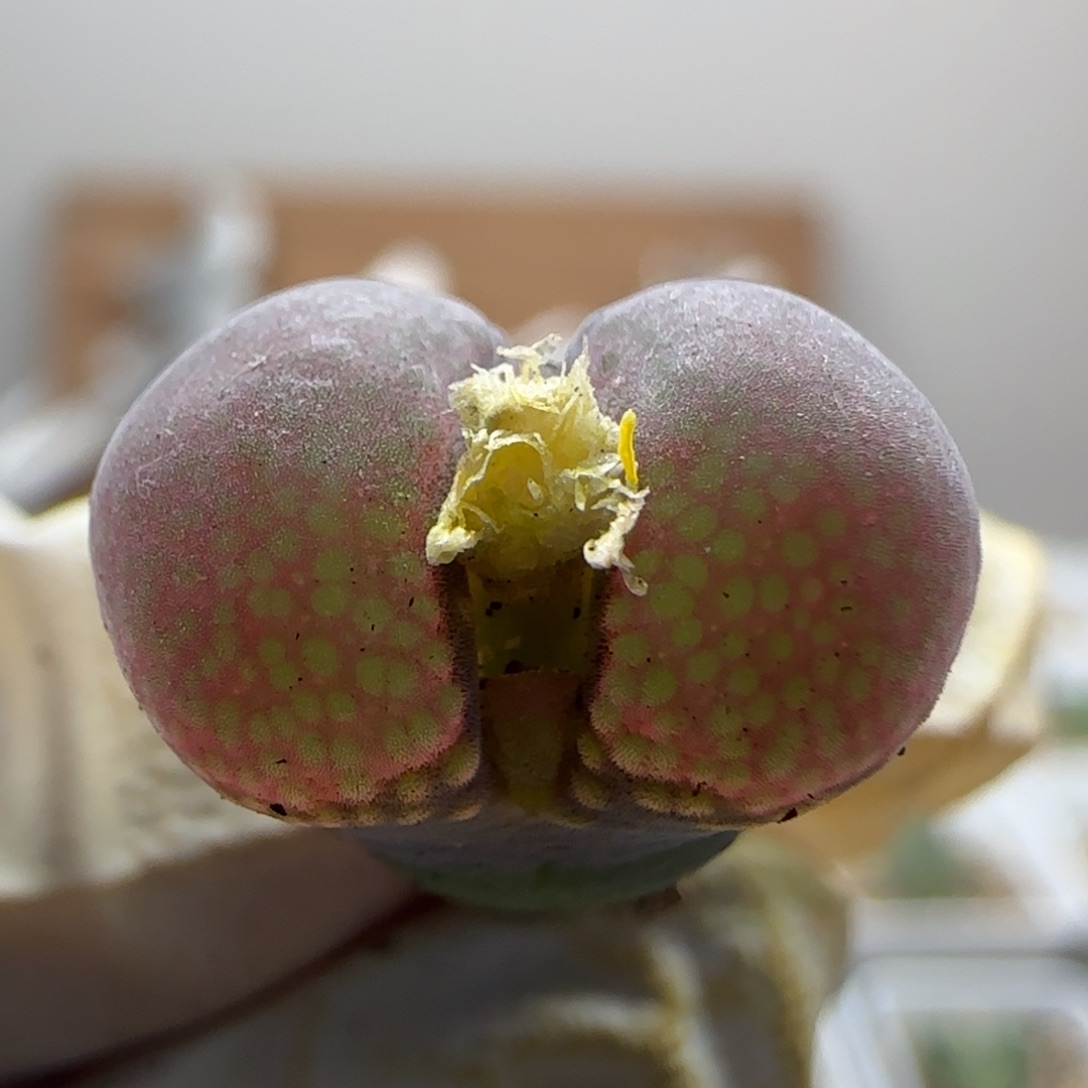 9-28-536当天满38包邮日系矮胖紫红风铃1.4cm