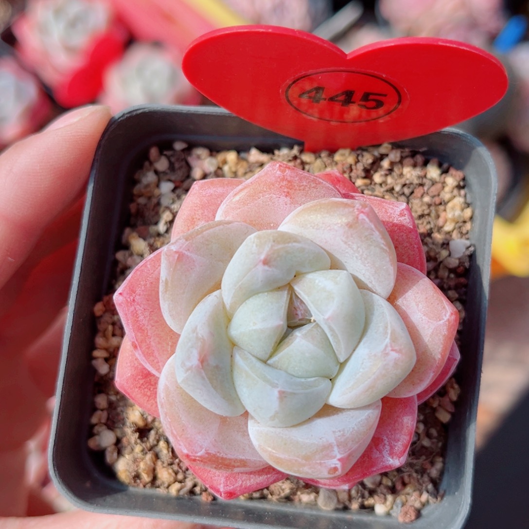 445号小老桩冰玉单头