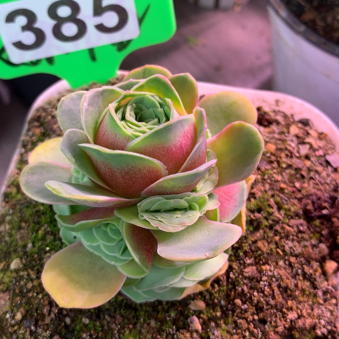 一物一拍云裳玫瑰385