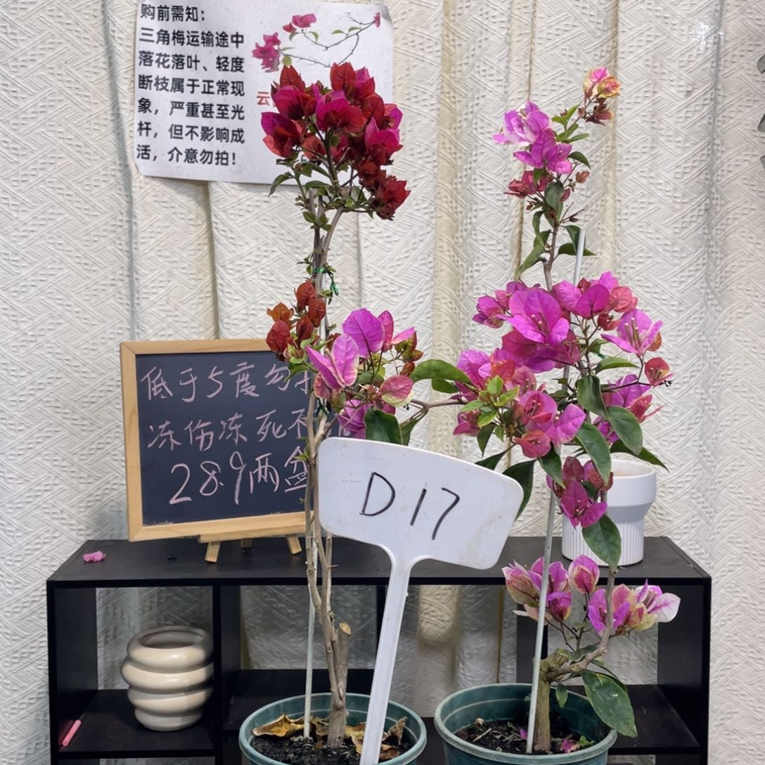 婷***全部花朵哪吒+章红樱D17