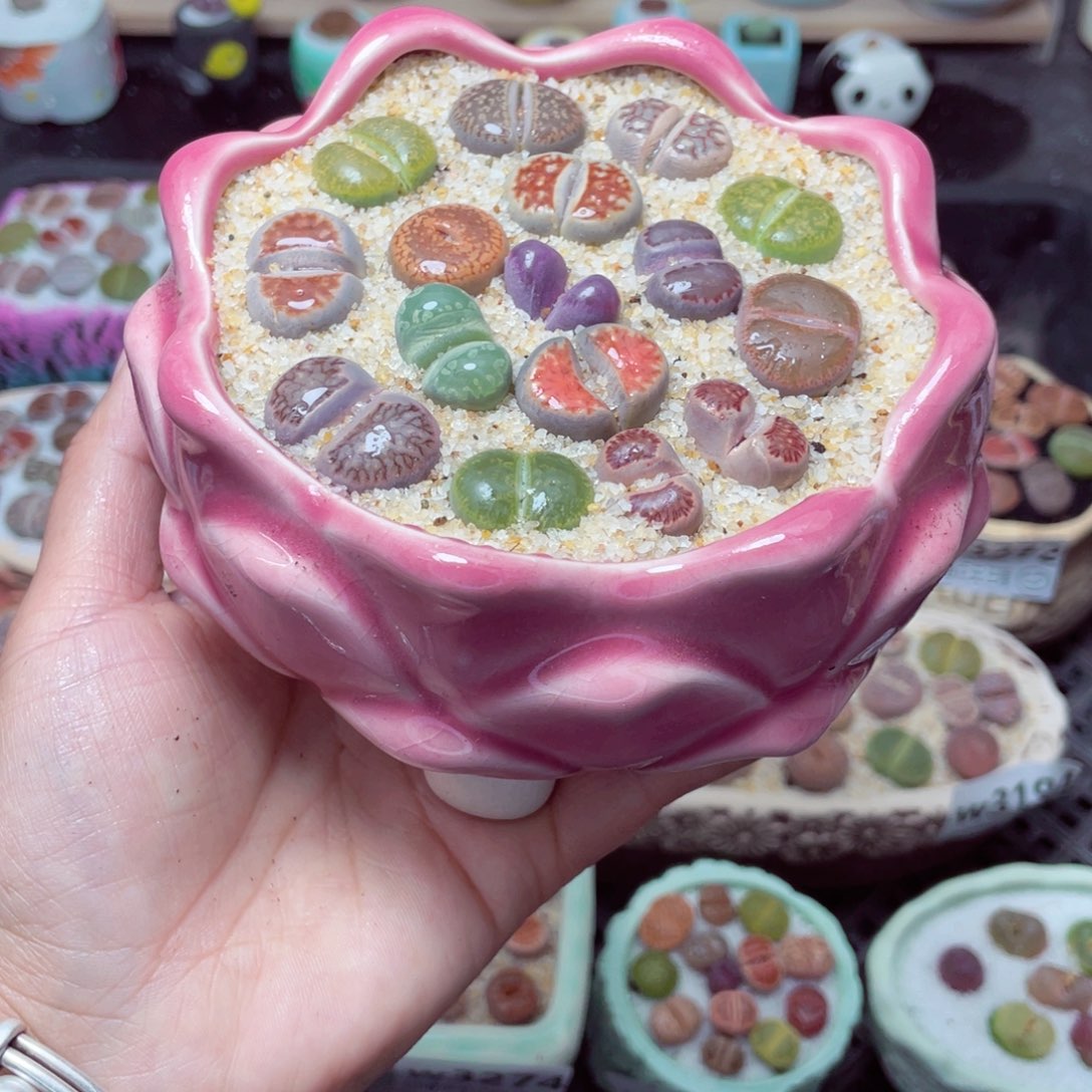 w3279 带盆土发货-零下地区拍保温箱