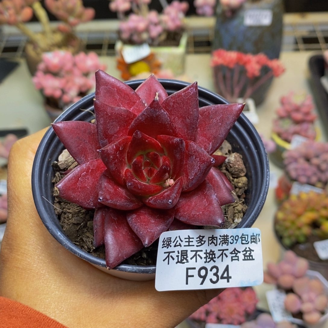 934罗宾仙子多肉6c m