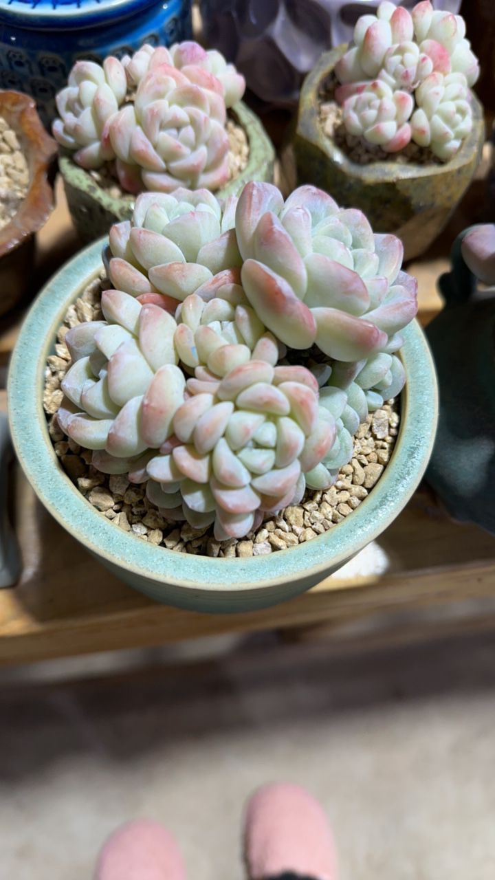 专拍冰玉小脸多头